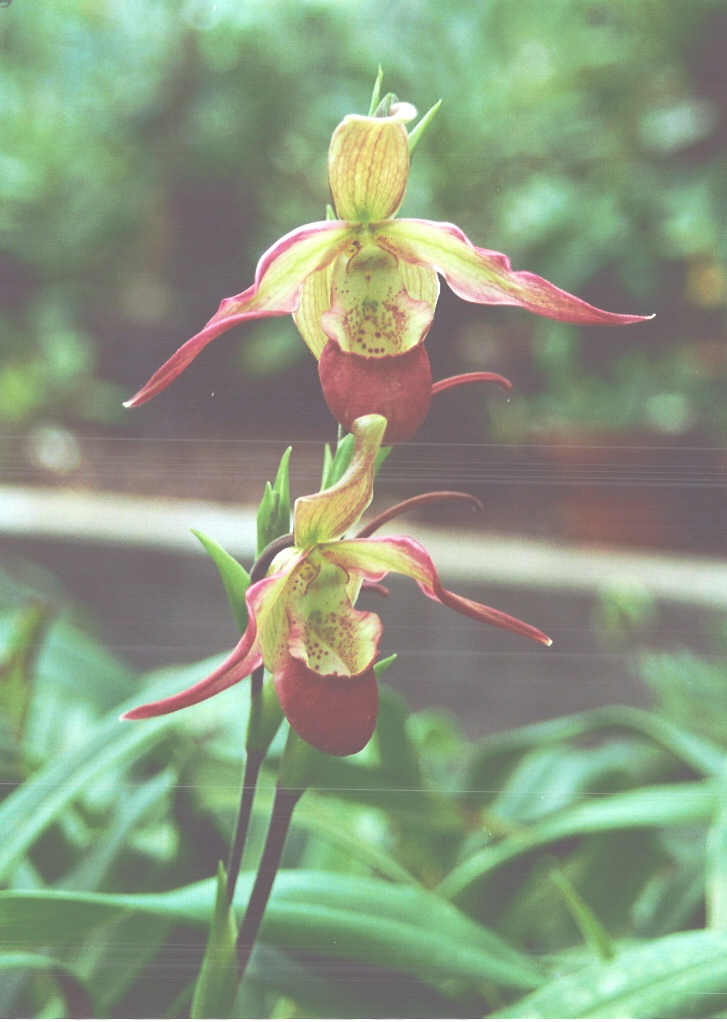 orchidsbaligarden.jpg