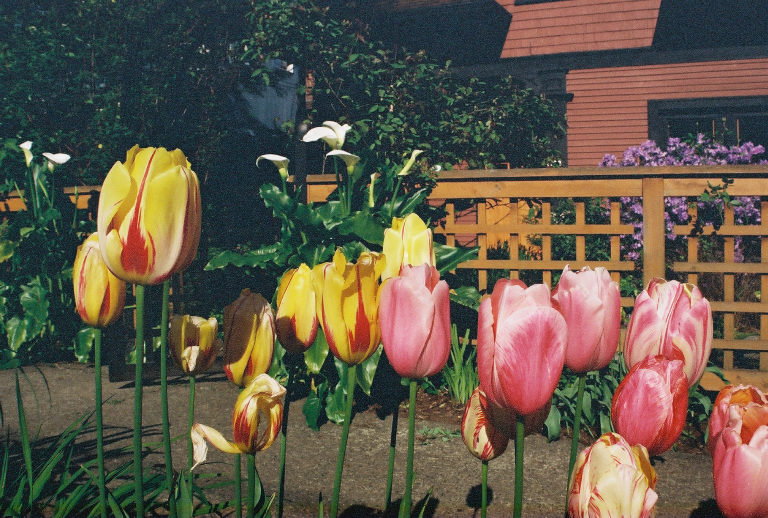 tulipscallas.jpg